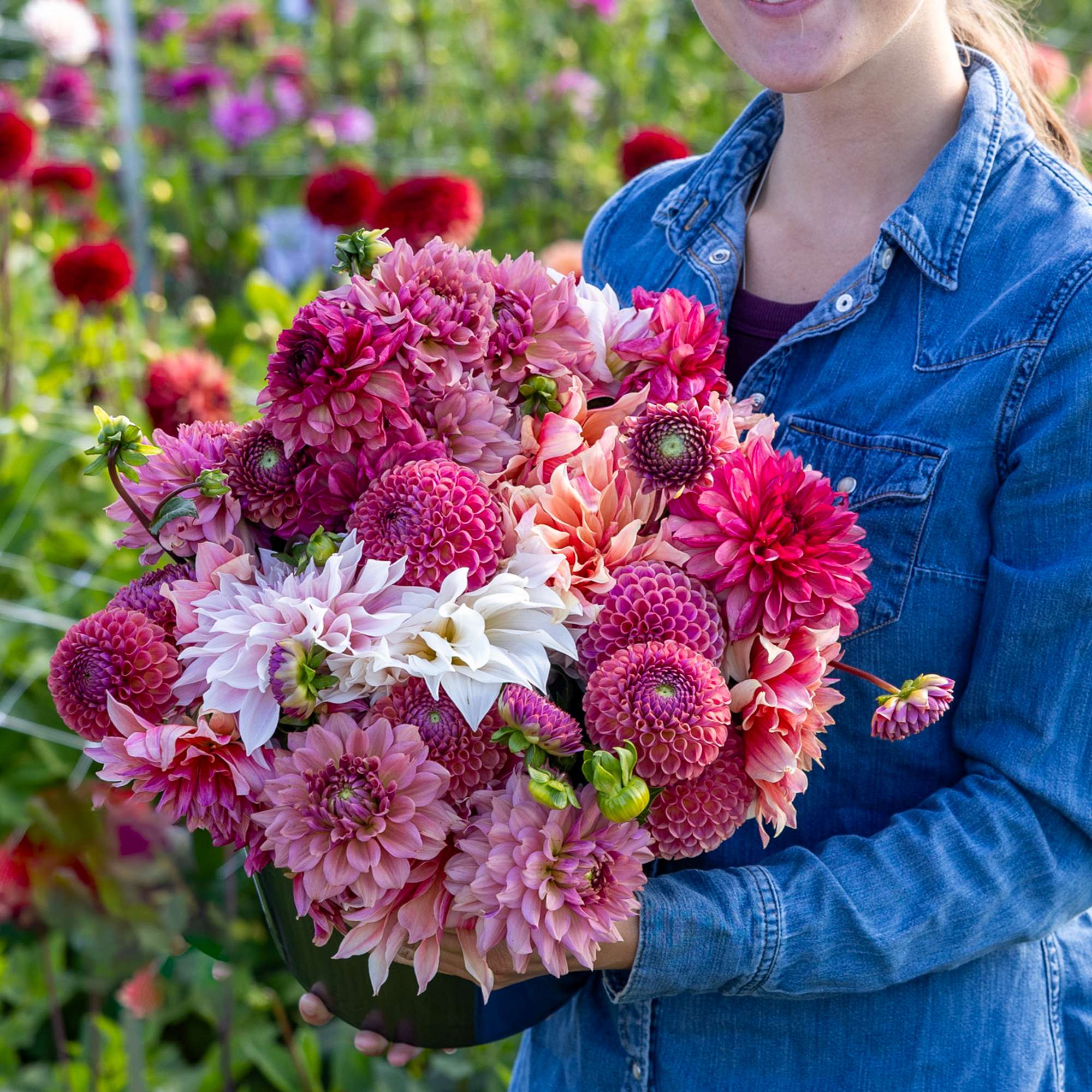 Dahliamix 'Dusty Rose'